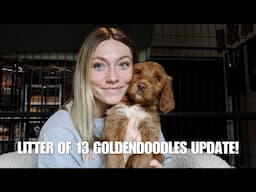 13 GOLDENDOODLE PUPPIES UPDATE | WHERE ARE THEY GOING?!