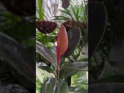 Rubber Plant #rubberplants #indoorplants #groplants