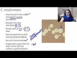 Cryptococcus neoformans