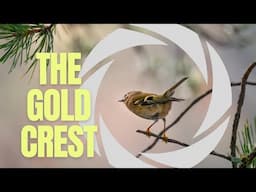 “Capturing the Beauty of Birds: My First Gold Crest with the Tamron 150-500mm Lens"