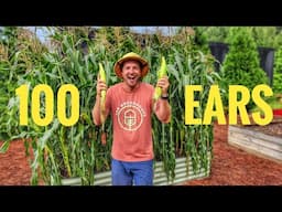 How I Grew 100 Ears of Corn in a Raised Bed!🌽