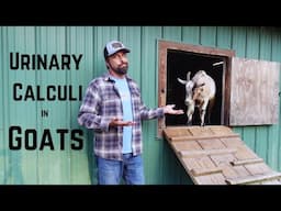 Urinary Calculi in Goats | HappyGoatAdventures.org