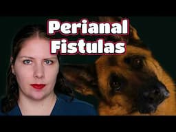 Perianal Fistulas in Dogs: A Vet's Guide