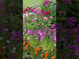 🪷🌺🌼🌻🌸Beautiful flowers status #shorts#garden #flowers #reels #viral