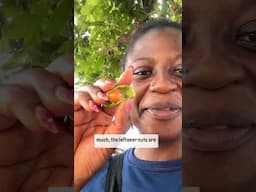 Shea butter fruit taste test