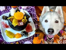 Spooky DIY Gummy Halloween Dog Treats 🎃 DIY Halloween Dog Treats