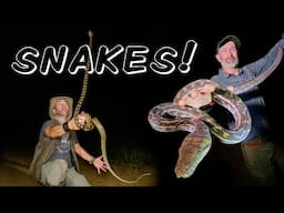 Catching RARE Snakes in Australia's Rainforest!