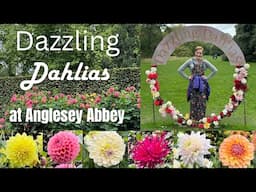 Every DAZZLING DAHLIA at Anglesey Abbey 2024!