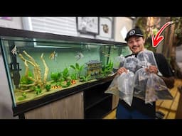 Buying a BUNCH of FISH for My Community TANK!!