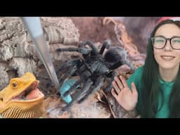 Messy Tarantula Feeding Video.. INTERRUPTING LIZARD