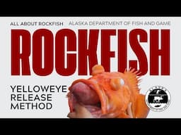 Yelloweye rockfish release