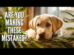 8 Mistakes That Could Be Harming Your Labrador Retriever