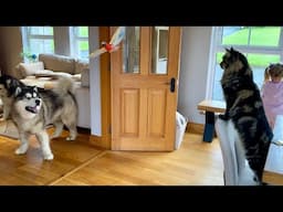 Dog And Cat React To Bird In The House! Who Will Get It First!!