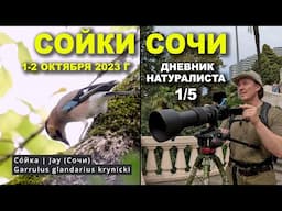 Сойки Сочи. 1-2 окт. 2023 г. Дневник натуралиста 1-й из 5