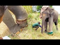 Too sad! Limping Elephant begs for human help to Remove deadly snare wrapped around its leg