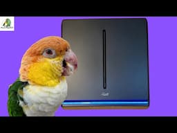 Puffman Caique Almost Electrocuted Himself |How To Bird Proof Cords/Cables