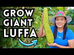 How To Grow The BIGGEST Luffa aka Loofah - From Seed All The Way To Harvest