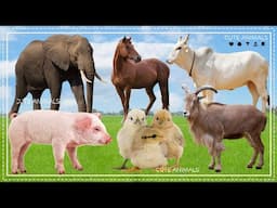 Funny farm animal moments: Elephant, Horse, Cow, Pig, Chicken, Antelope - Animal sounds