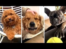 The Best DOG Videos of 2023 😂 Hilarious Dogs Compilation! 🐶