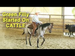 Green Filly Starting On Cattle - Cutting Horse Training - Reined Cow Horse Training