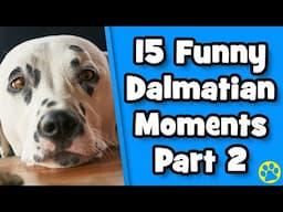 The BEST Funny Dalmatian Dog Compilation - Part 2