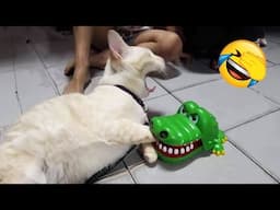 You Laugh You Lose 😅 Funniest Cats and Dogs 2024 😻🐶 Part 23