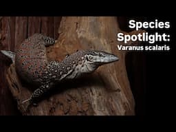 Species spotlight: Spotted tree monitor