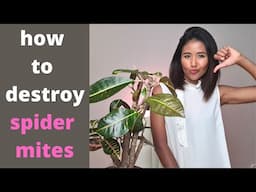 My plants got attacked by spider mites | how to stop the insect attack and prevent them come back.