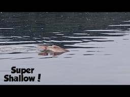 Sight Casting Snapper | Paua Diving in the Far North