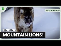 Tracking Mountain Lions! - Montana Wild - Documentary