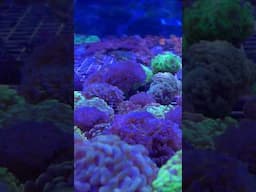 In-Tank Coral Close-Ups #shorts