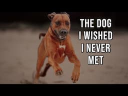 A Rhodesian Ridgeback Who Means Nothing to Me