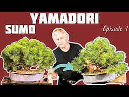 Comment Gaby forme un Petit Pin Sylvestre Yamadori en Bonsaï ? 🌱 NEJIKAN BONSAI 🌱