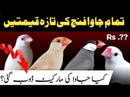 All java price update | java finch price in pakistan | Silver white fawn grey Opal Jawa sparrow rate