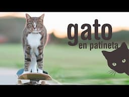 Gato en patineta