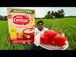 Cerelac Halwa Making|செரலாக் அல்வா செய்யலாம்|Yummy and Tasty Halwa Making|village Food Safari|Suppu