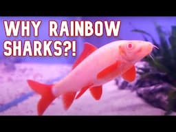 Get a Rainbow Shark, 5 Reasons Why!! (2024 Re-Uploaded Version)