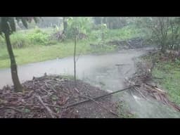 Agroforestry - Food Forest has survived cyclone with 1000mm of rain