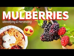 Mulberries: Identification, Harvesting, & Uses