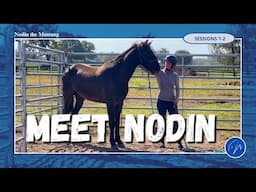 Meet Nodin: the goofy horse with a windy day spirit!