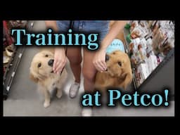 TRAINING 2 DOGS AT DIFFERENT LEVELS | Service Dog & ESA go to PETCO