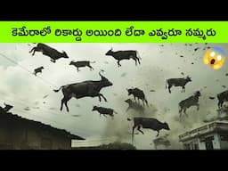 Most UNBELIEVABLE Animal Moments Ever Caught On Camera | facts in telugu | bmc facts | Telugu facts