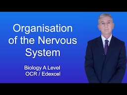 A Level Biology Revision (Year 13) "Organisation of the Nervous System"