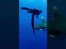 Shark Diving Close to White Tip Shark #sharkdiving #whitetipshark #sharks #oceanlife