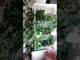 House Plants Thriving #shorts #short #shortvideo #houseplants #plants #indoorplants #indoorplant