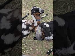 Goats #animal #farming #farm #farmlife #ranch #goats