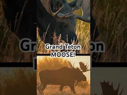 Moose in Grand Teton this fall! #nature #moose #nationalparks #outdoors #fall #autumn #shorts #yt