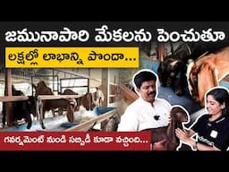 Jamunapari goat farming in Telugu | Best Goat Breed in Telugu | Goat Farming Profits