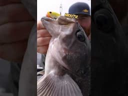 This fish ate the ENTIRE the lure! #fishing #shorts