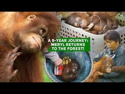 ORANGUTAN MERYL'S JOURNEY TO FREEDOM